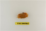 藏品(肉球皺蟹)的圖片
